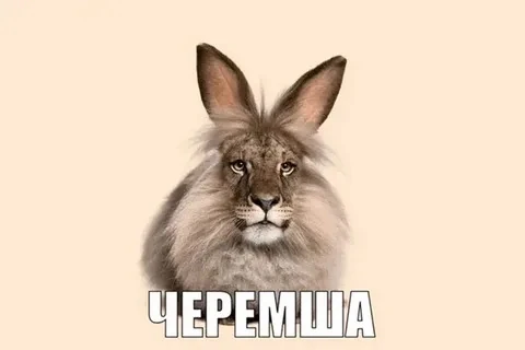 Черемша